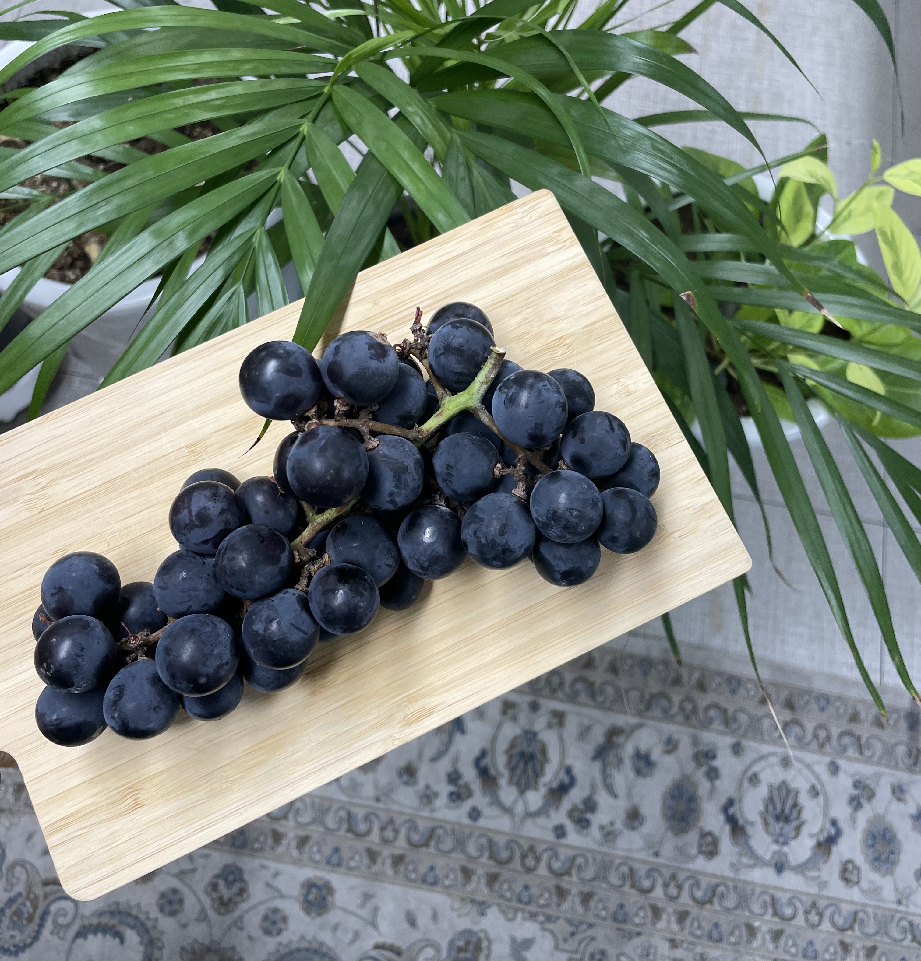 페스트북 9월 뉴스레터